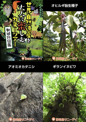 西表島ピナイサーラの滝オリジナルガイドブック