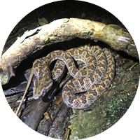 ピナイサーラの滝