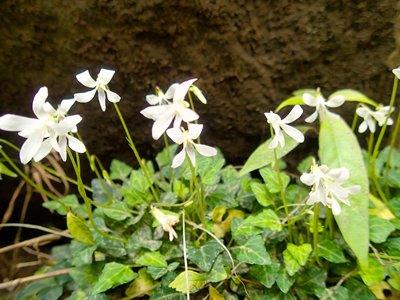 ヤエヤマスミレ