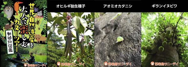 西表島ピナイサーラの滝オリジナルガイドブック