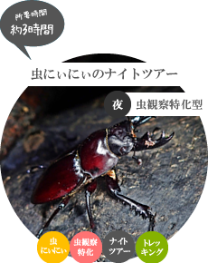 西表島ナイトツアー