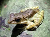 西表島コガタハナサキガエル