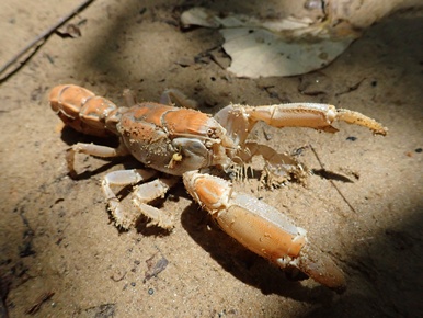 西表島サキシマヒラタクワガタ