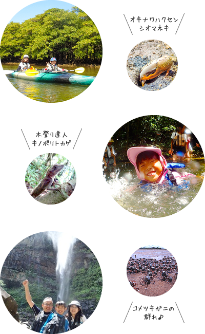西表島マングローブカヌー＆のーんびり滝遊びツアー写真