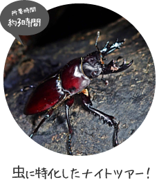 虫にぃにぃのナイトツアー