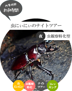 西表島ナイトツアー