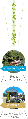 西表島マングローブカヌー＆由布島水牛車観光ツアー