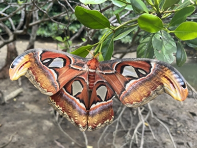西表島ヨナグニサン