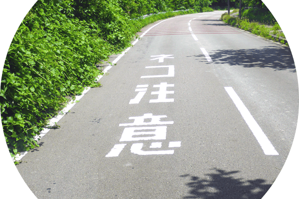 西表島カヌー＆トレッキングツアー｜サニーデイ　ブログ