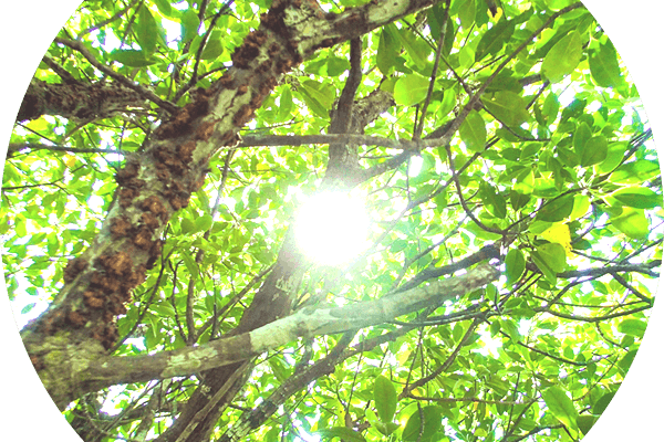 西表島サニーデイツアーガイド募集