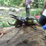 虫にーにー、マレーシアへ行く　〜昆虫編〜