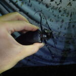 虫にーにー、南米で巨大昆虫に遭遇！